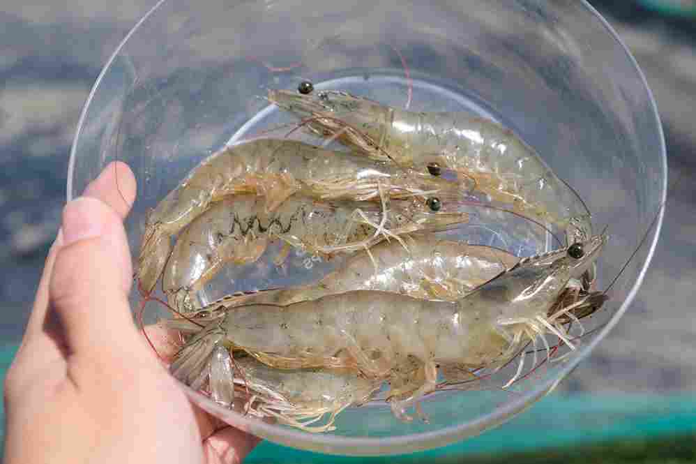 budidaya udang vaname