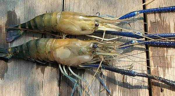 cara ekspor udang