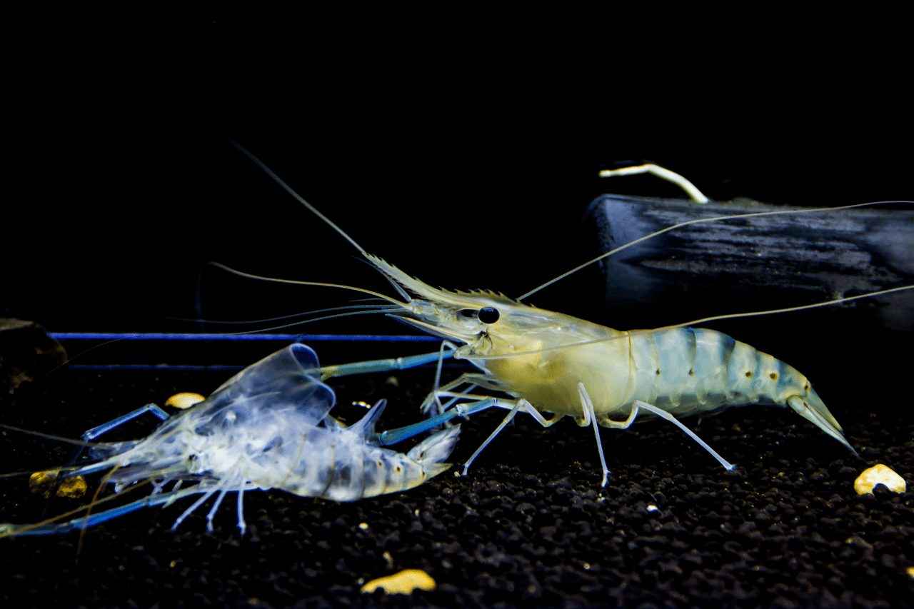 molting pada udang