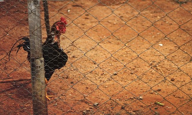 kandang ayam sederhana