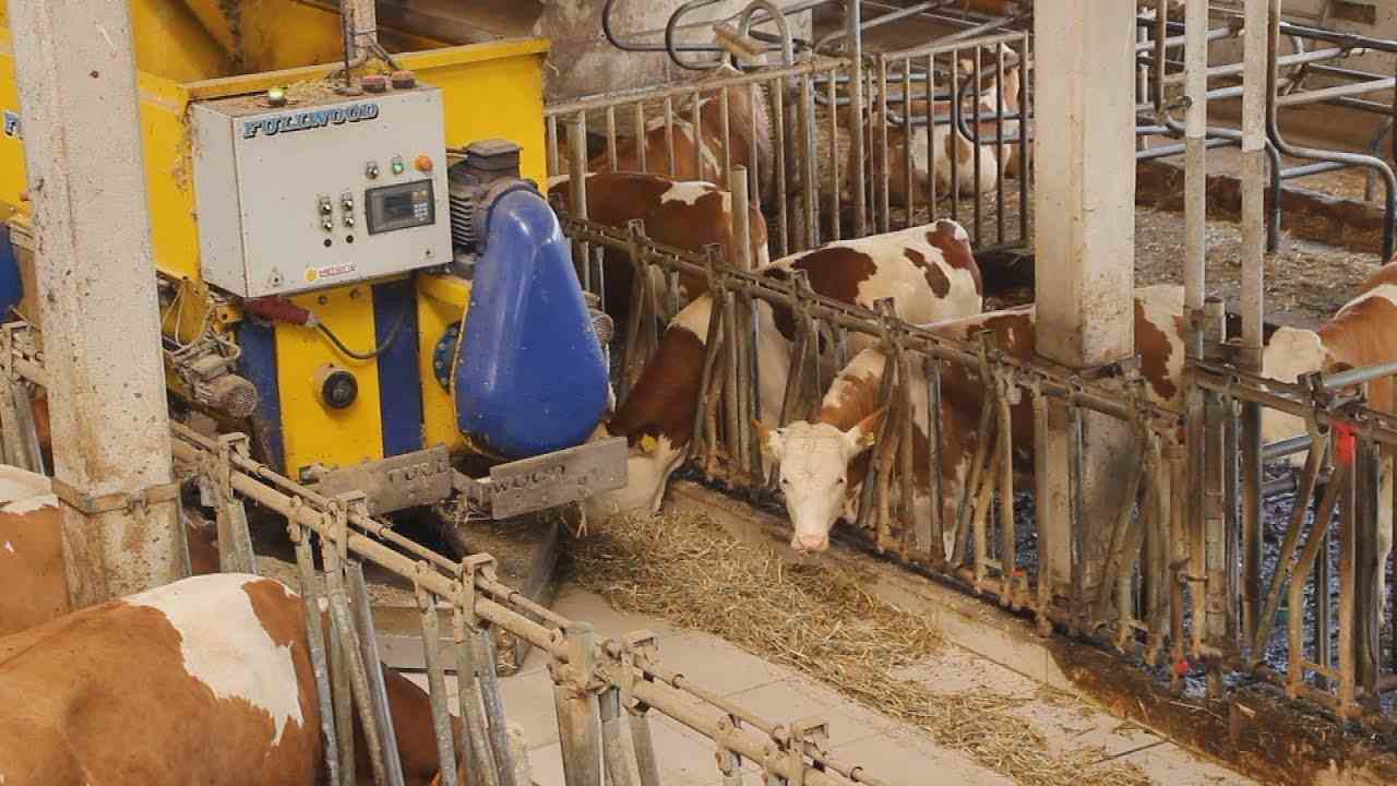 Kandang sapi modern