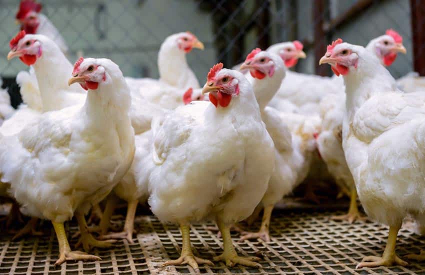 panen ayam broiler