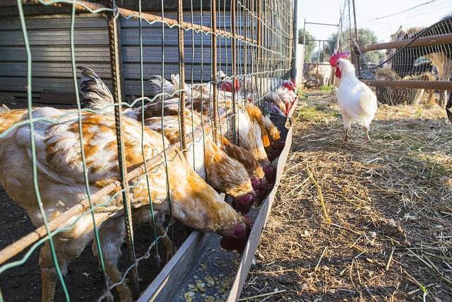 pakan ayam broiler agar cepat gemuk