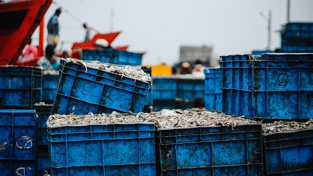 penanganan pasca panen ikan