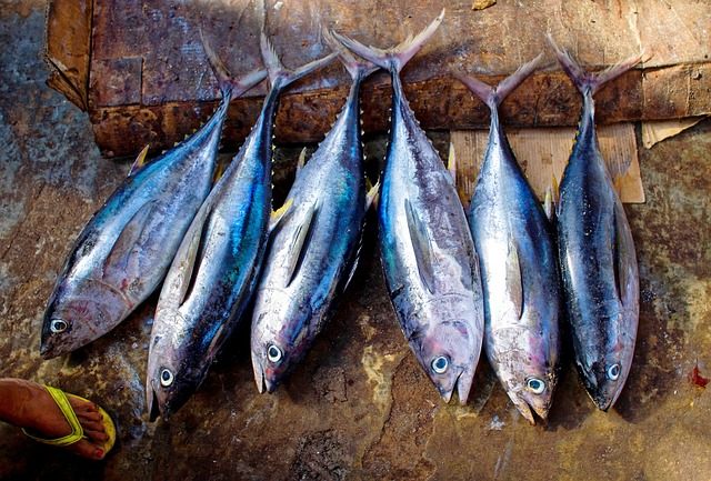 penanganan pasca panen ikan