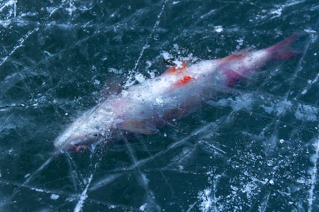 penanganan pasca panen ikan