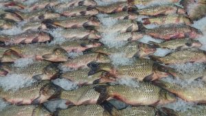 kegunaan es pada ikan