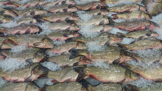 penanganan pasca panen ikan