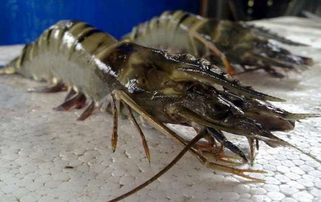 cara ekspor udang