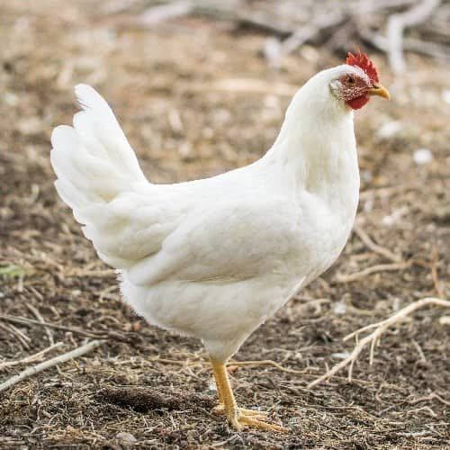 Jenis ayam petelur