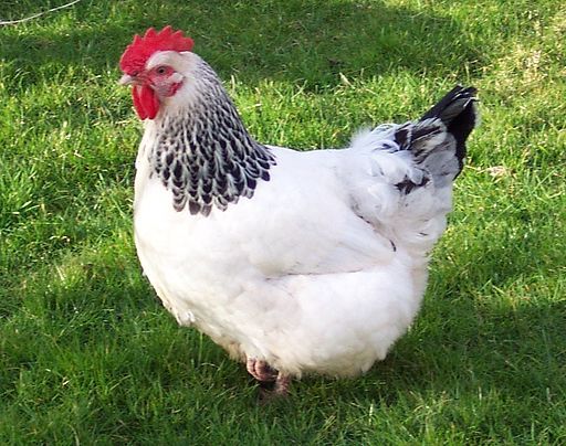 ayam sussex