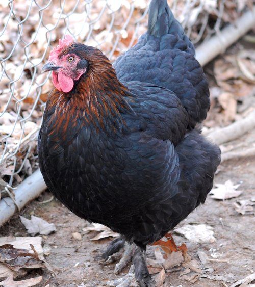 Jenis ayam petelur