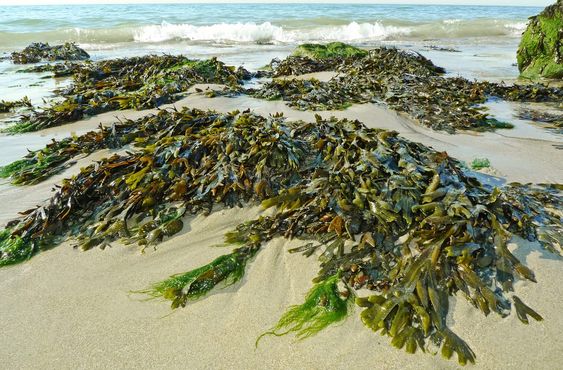 Budidaya rumput laut