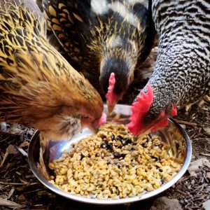 Fermentasi dedak untuk pakan ayam