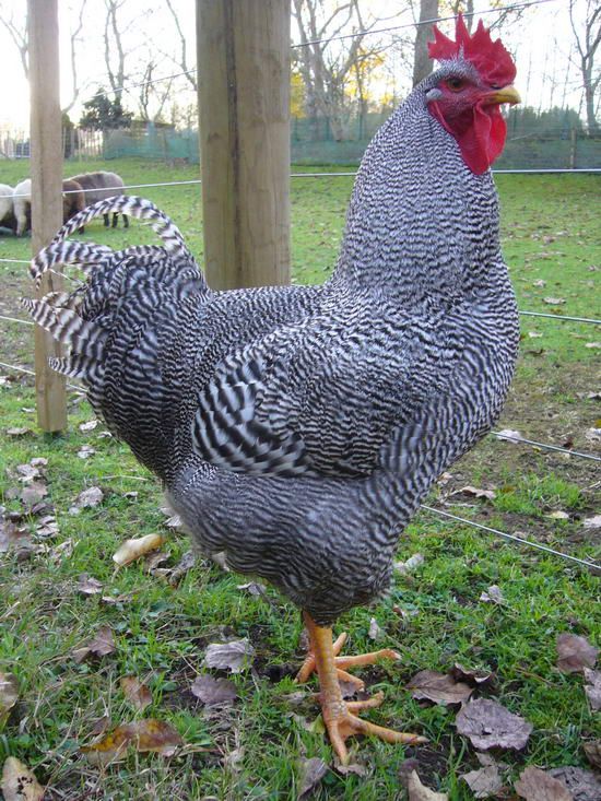 Jenis ayam petelur