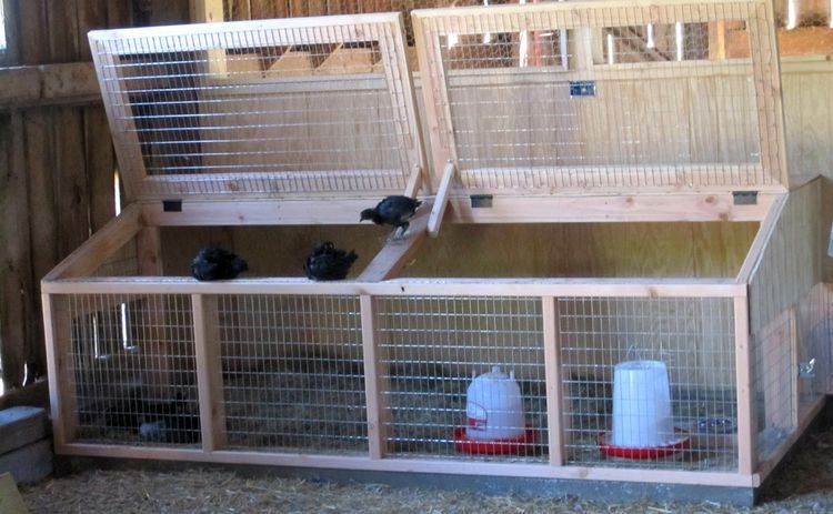 brooding ayam broiler