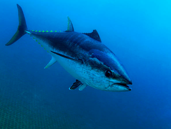 alat pancing tuna