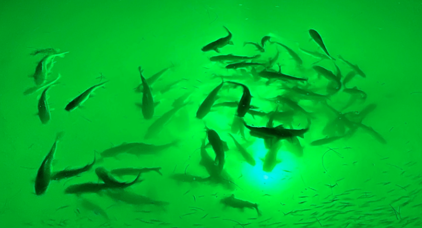 lampu dapat menarik perhatian tuna