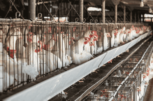 kandang ayam petelur rumahan
