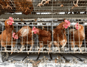 kandang ayam petelur rumahan