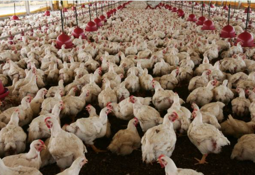 probiotik ayam broiler