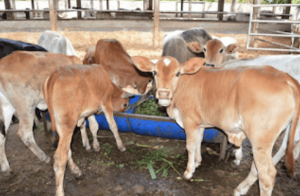 sapi pedet lepas