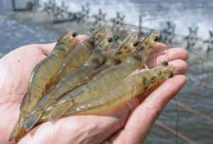 tambak udang