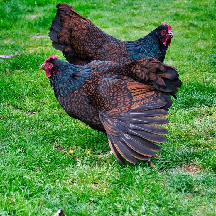 Jenis ayam petelur
