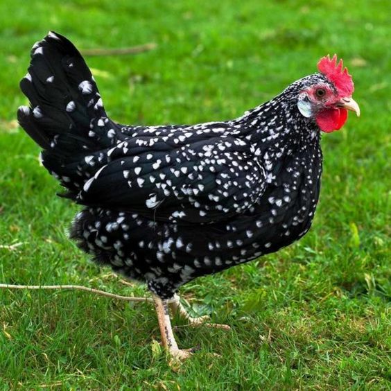 Jenis ayam petelur
