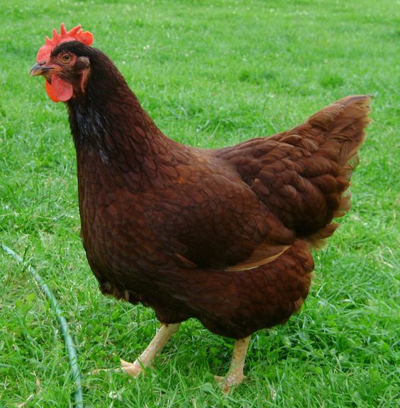 jenis ayam petelur