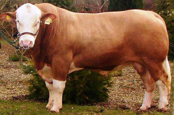 jenis sapi limosin