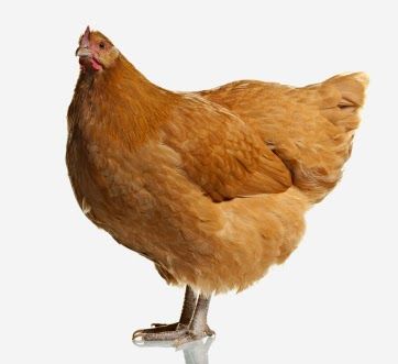 Jenis ayam petelur