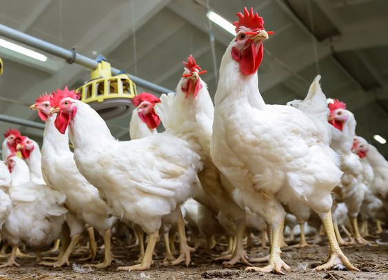 ayam petelur