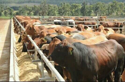 jenis sapi limosin