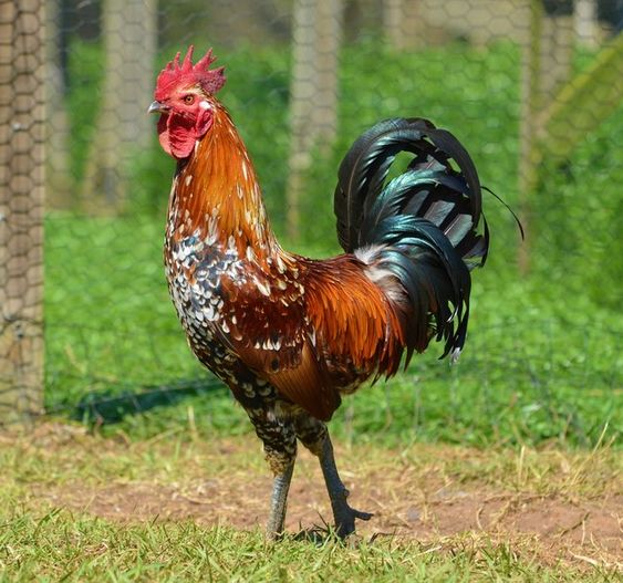 ayam hibrida