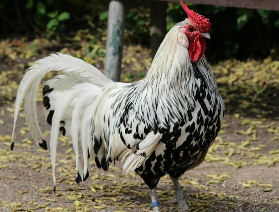 Jenis ayam petelur