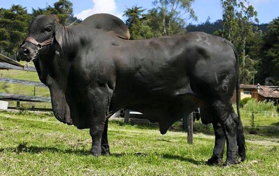 sapi limosin