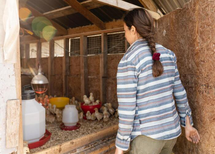 brooding ayam broiler