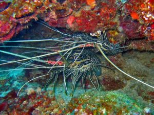 udang karang