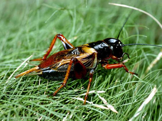 Jangkrirk