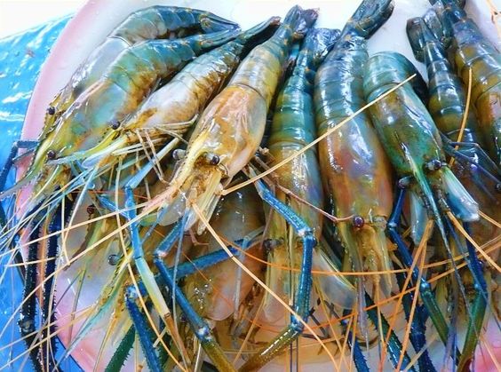 udang galah