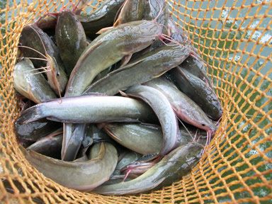 ikan lele