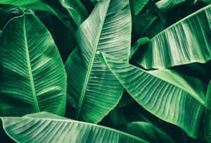 daun pisang