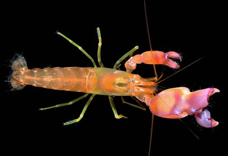 udang kepiting