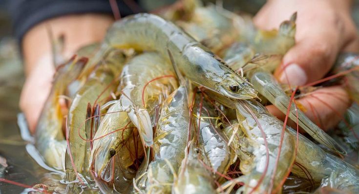 udang vaname
