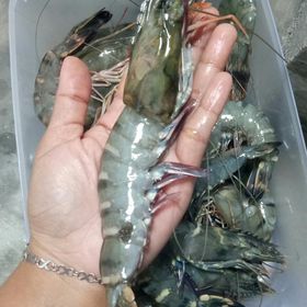 udang windu