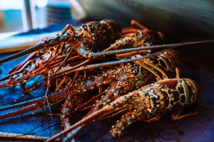 budidaya lobster
