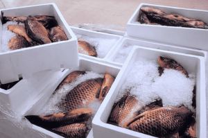 suhu penyimpanan ikan