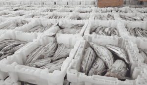 suhu penyimpanan ikan