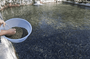 cara membuat pelet ikan